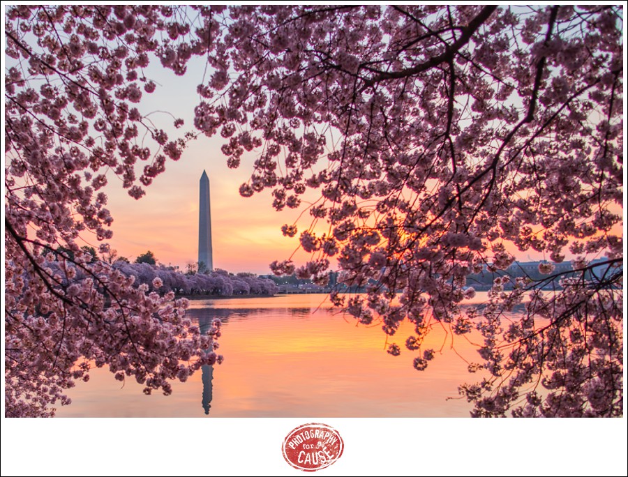 20140413_tidalbasincherryblossomsunrise_001