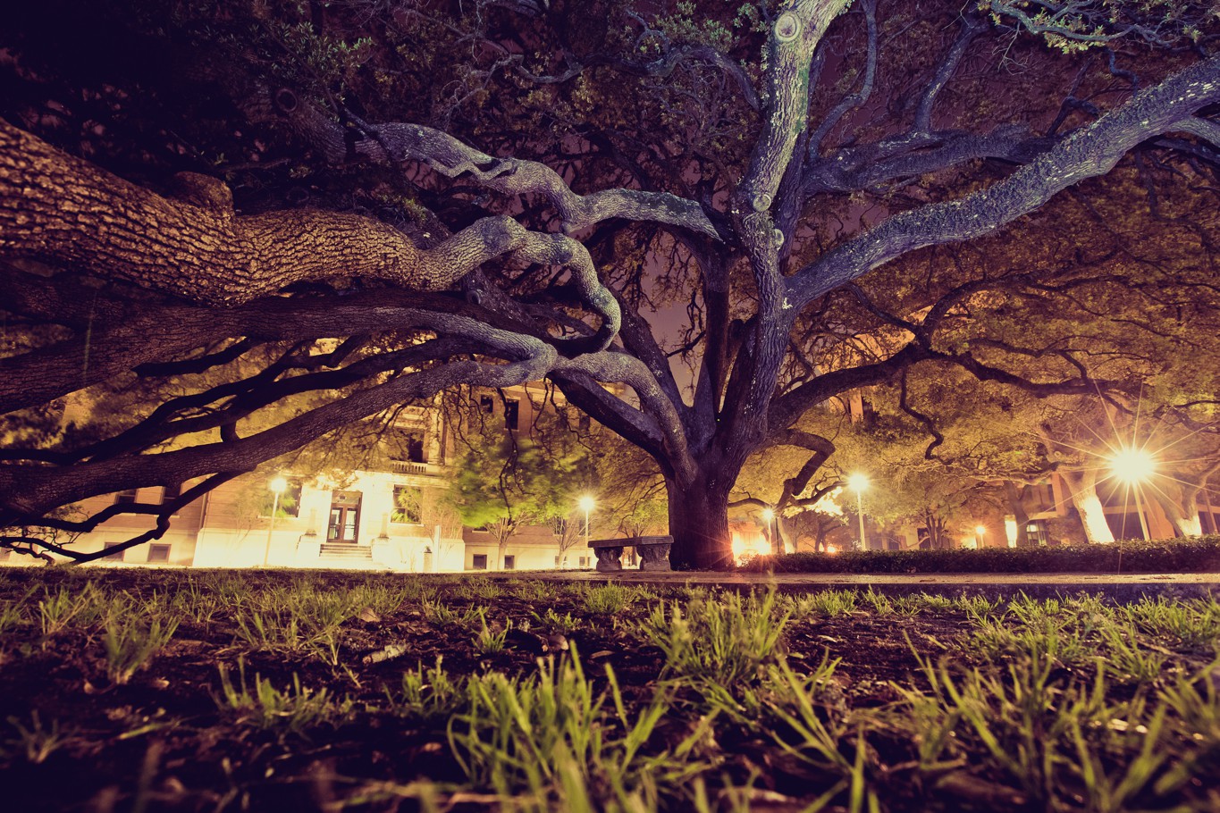 Century Tree Texas A&M #PFaC #PFaC_Nepal Chris Hsieh Photography Nepal Earthquake Relief