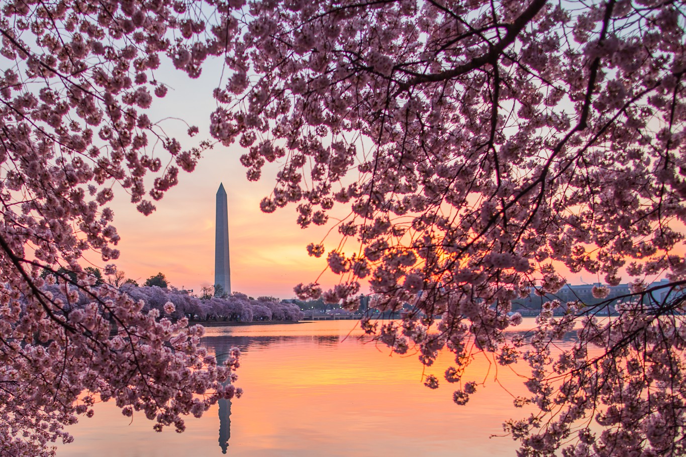 Cherry Blossoms Washington DC Sunrise Washington Monument #PFaC #PFaC_Nepal Chris Hsieh Photography Nepal Earthquake Relief