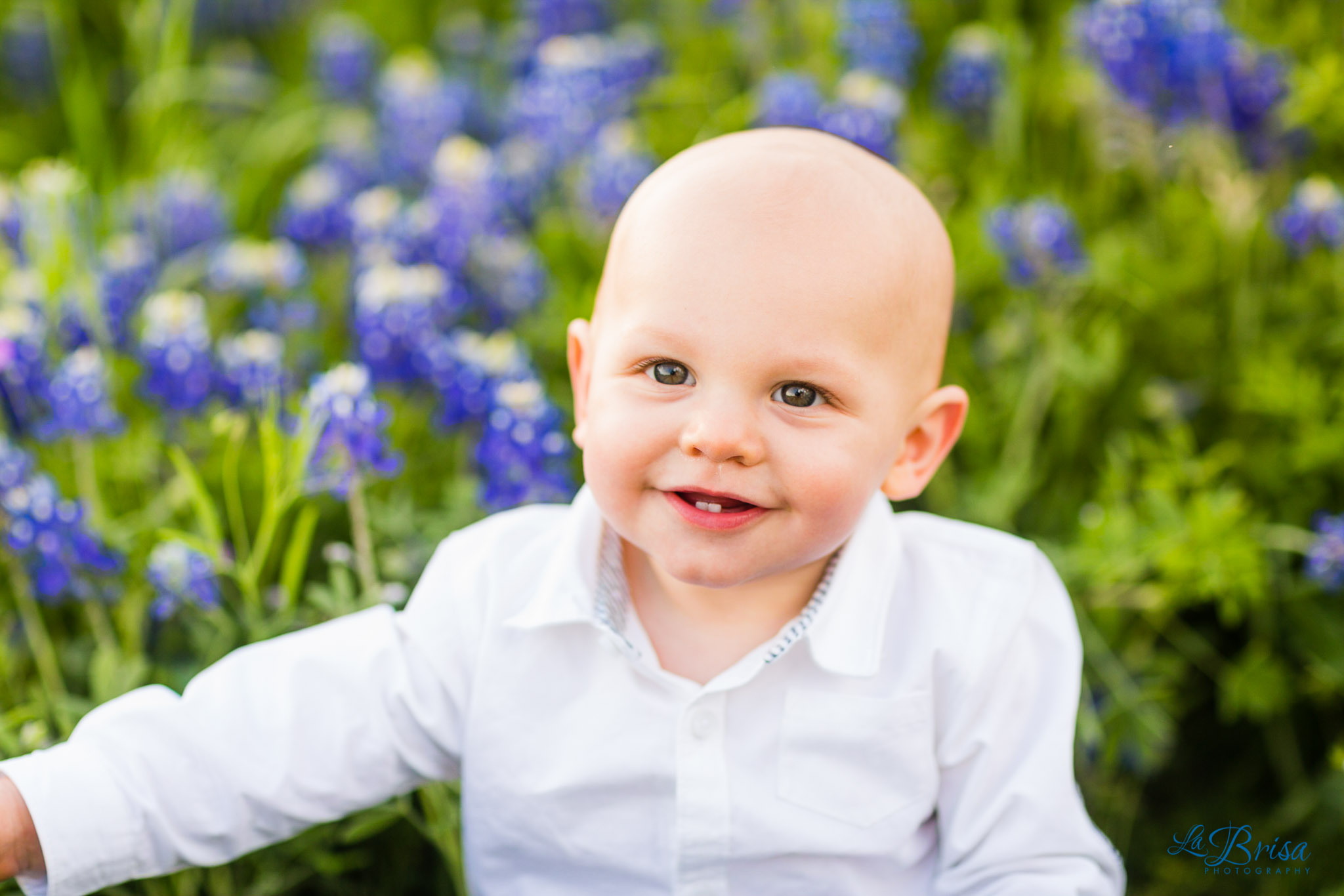 Bluebonnet Family Photographer