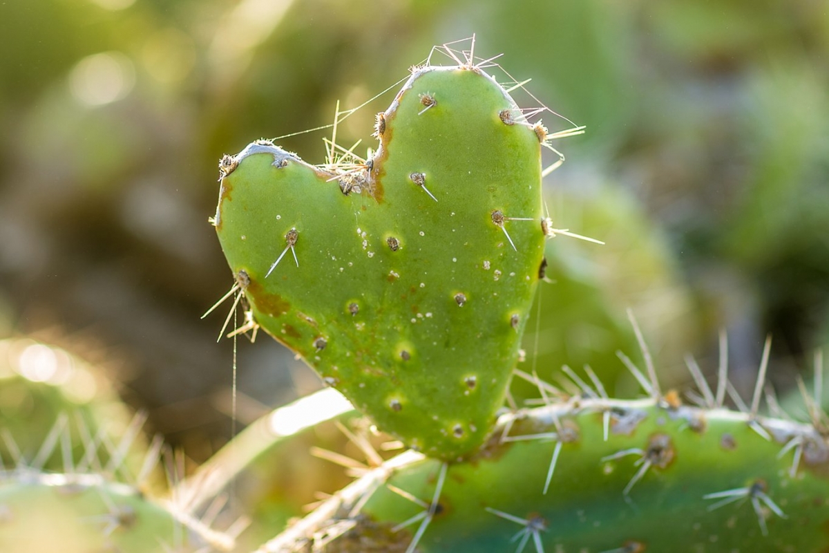 Heart Cactus