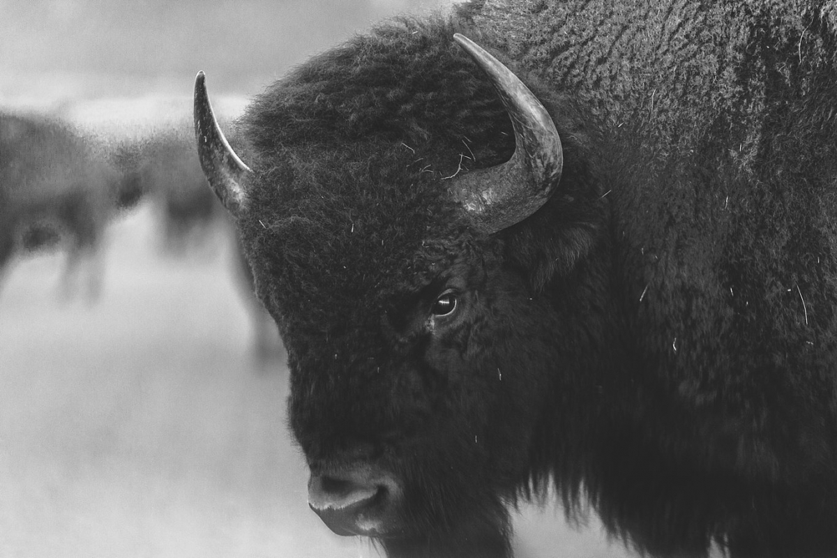 Wyoming Bison