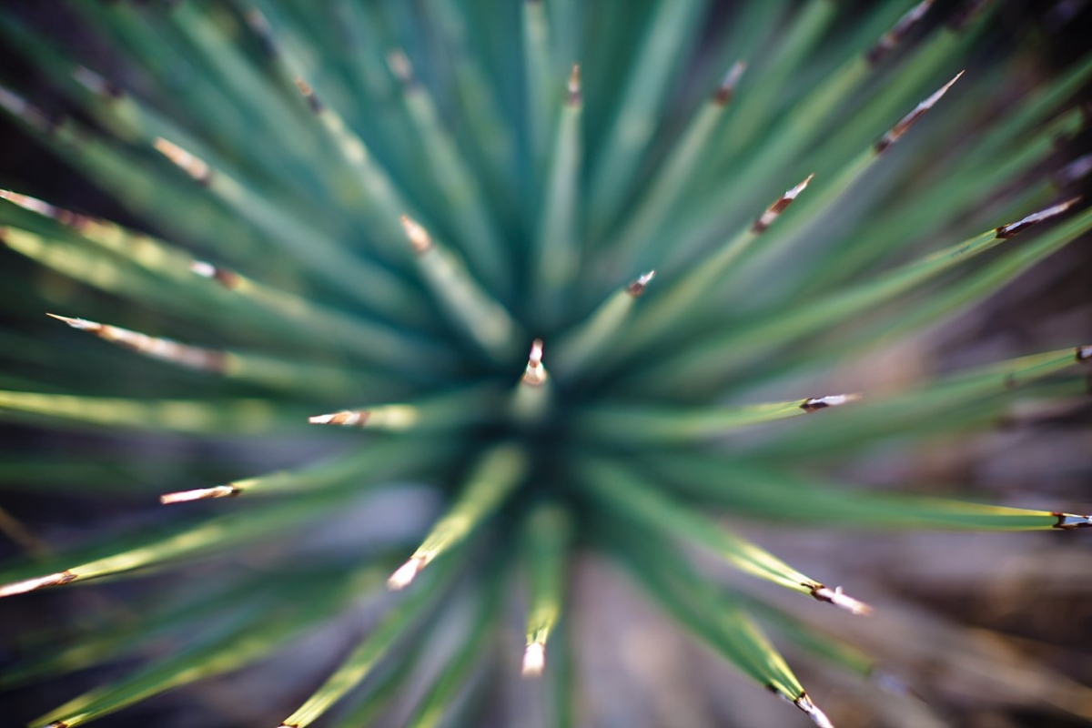 Joshua Tree Yucca